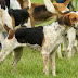 El Foxhound Inglés