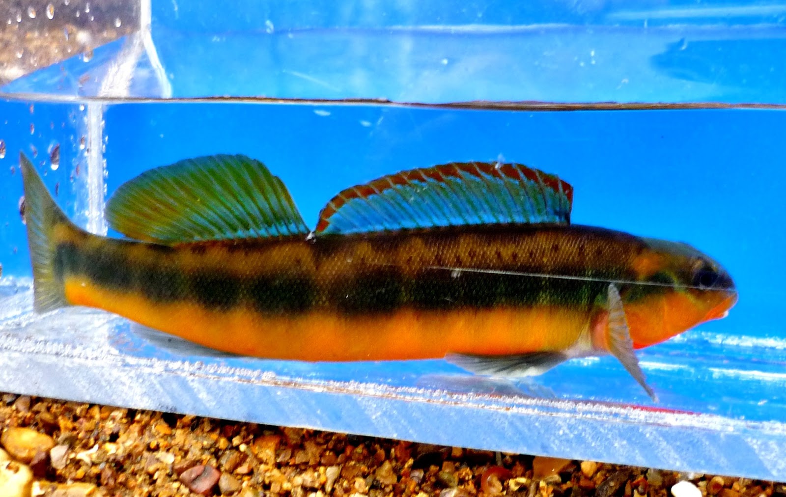 The Aquarist's Life Tangerine Dreamin'