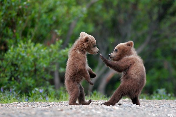 Funny grizzly bear