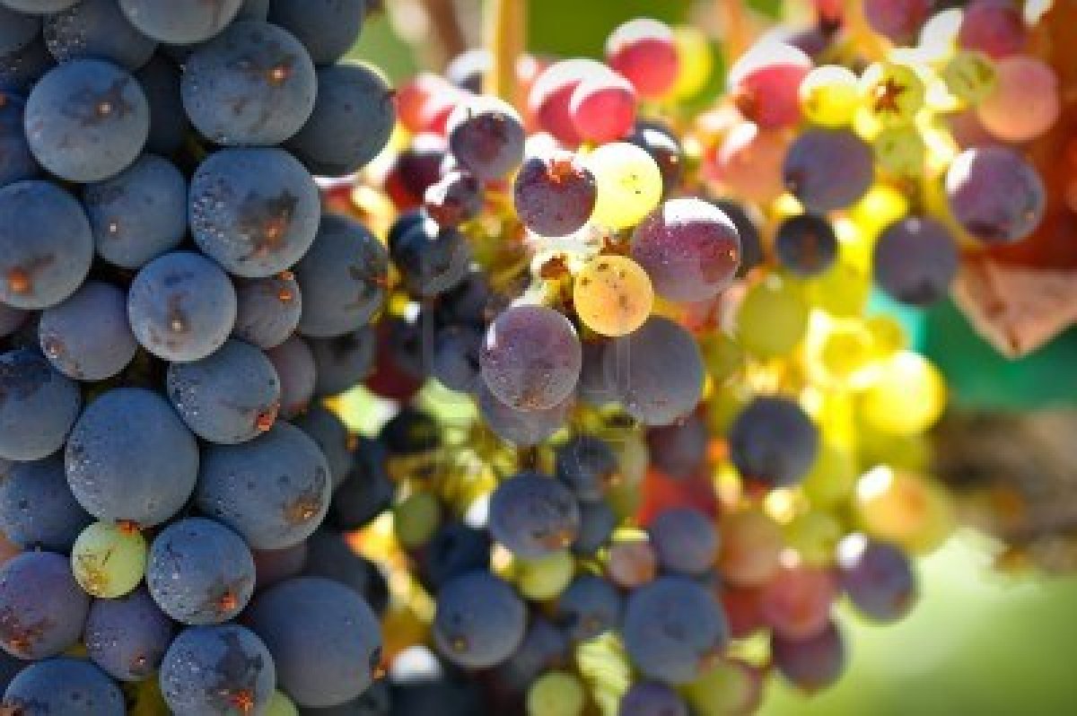 Bilka Skincare Why is grapes good for the skin?