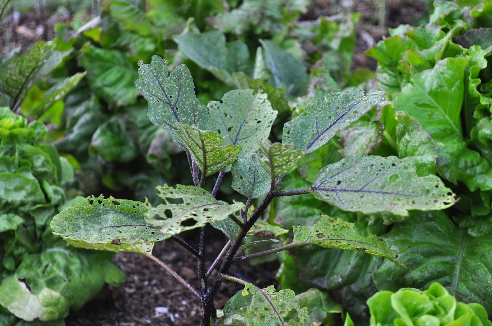 Eggplant Pests And Diseases Problem Grow Your Own Food How To Guide