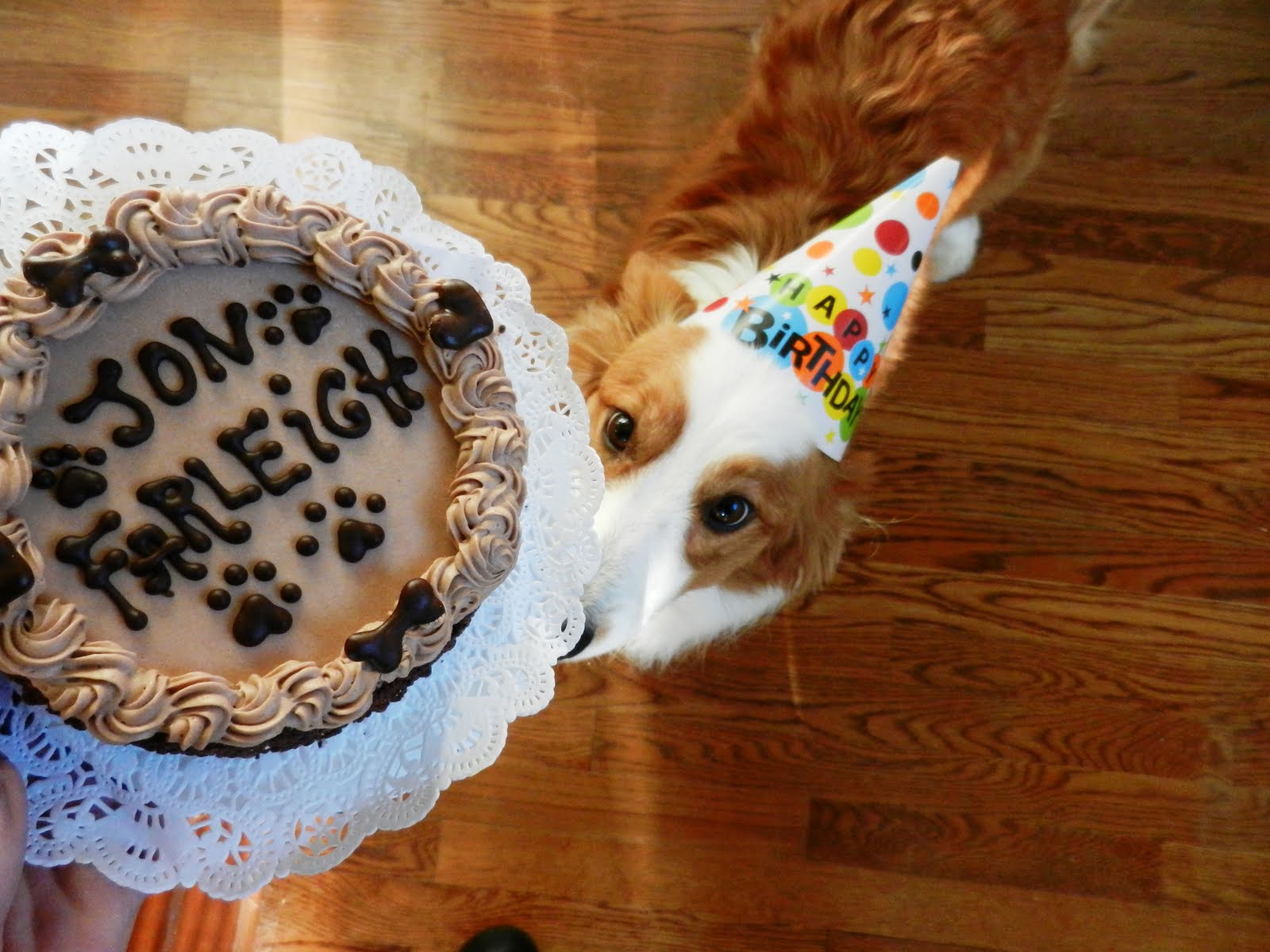 Dog Tease Food Talk Dog Tease Food Talk