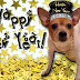 New Years 2011 - Binky's in her party dress!