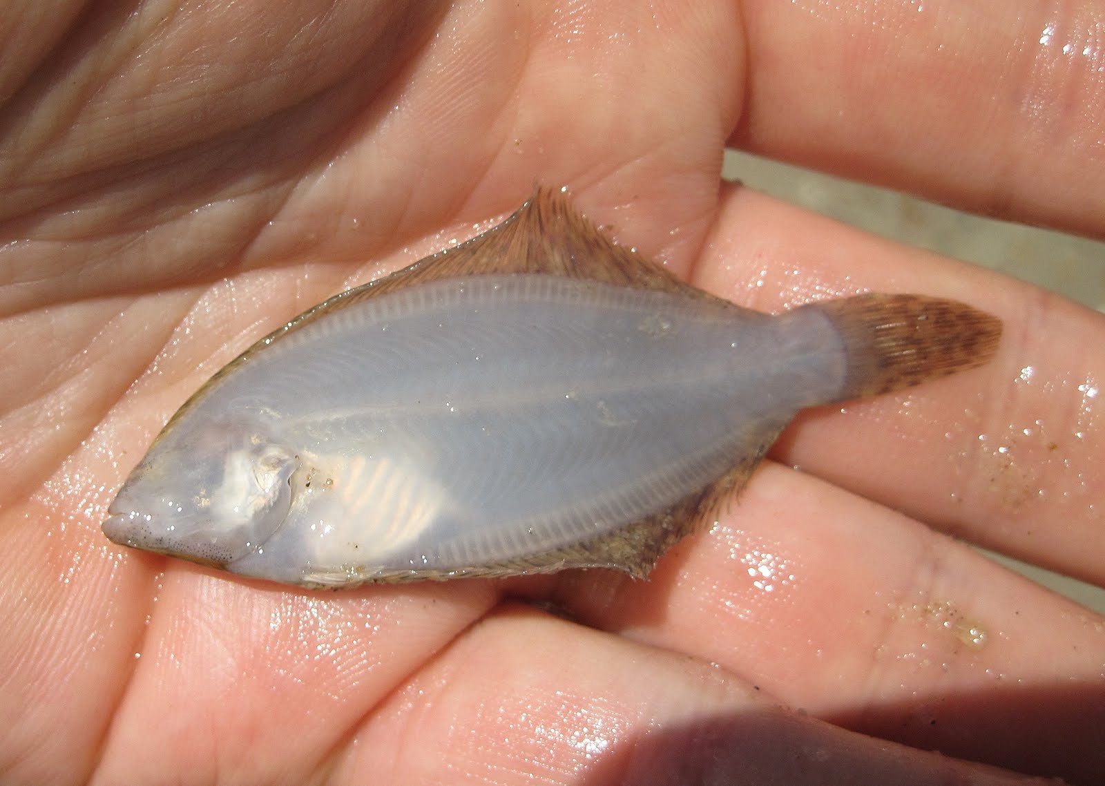 Baby Flounder