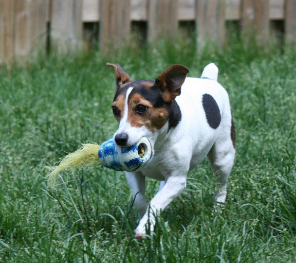Dog Trainer Burlington Ontario Dog Trainer Burlington Ontario