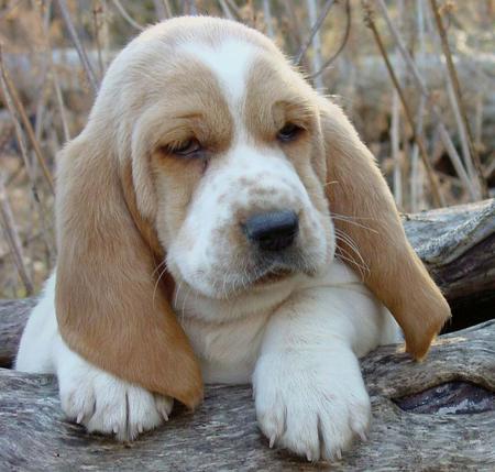 Hound Puppy Pictures