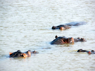 Hippos in St Lucia