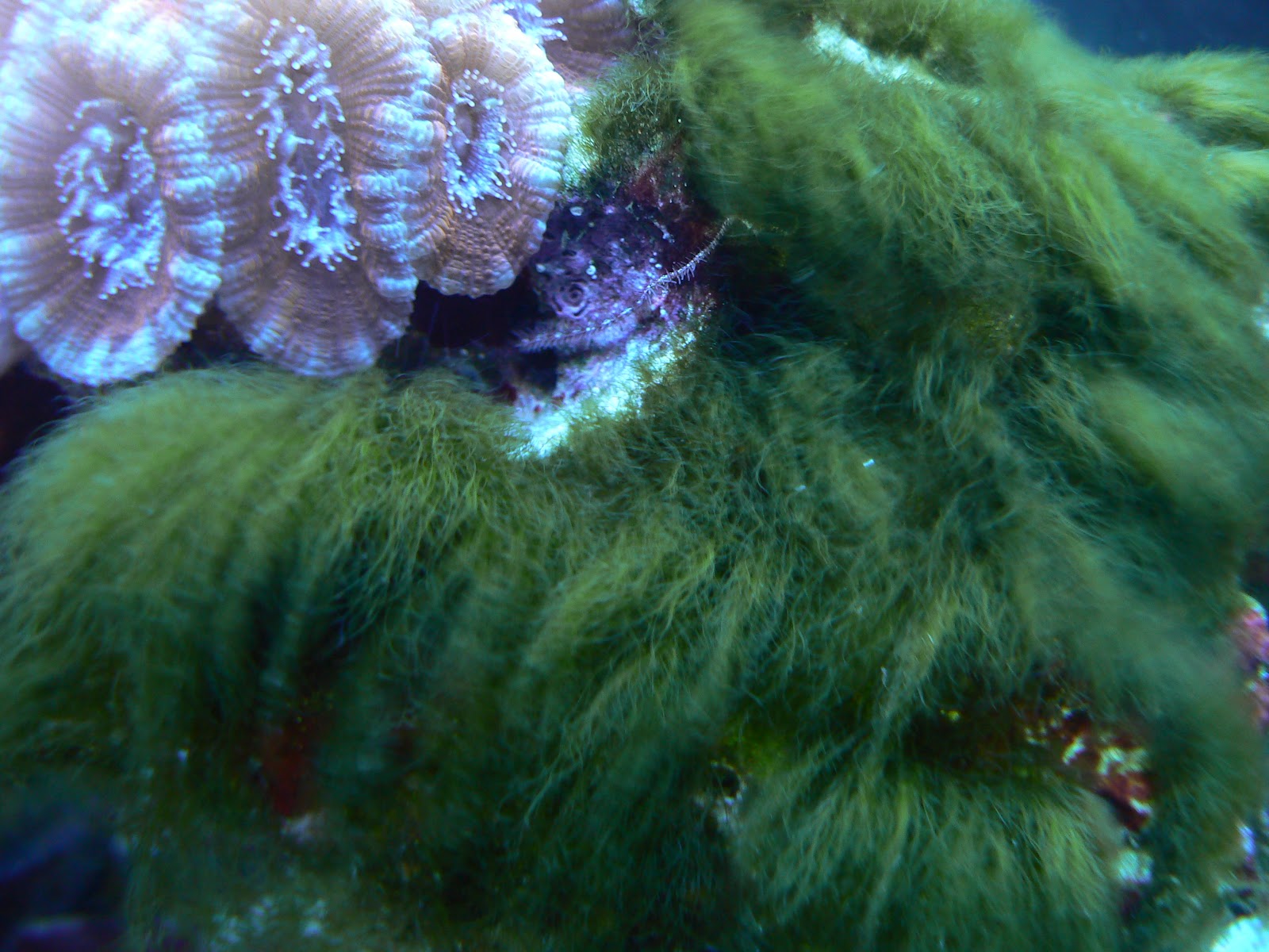 Kaya's Reef Tree War with Hair Algae