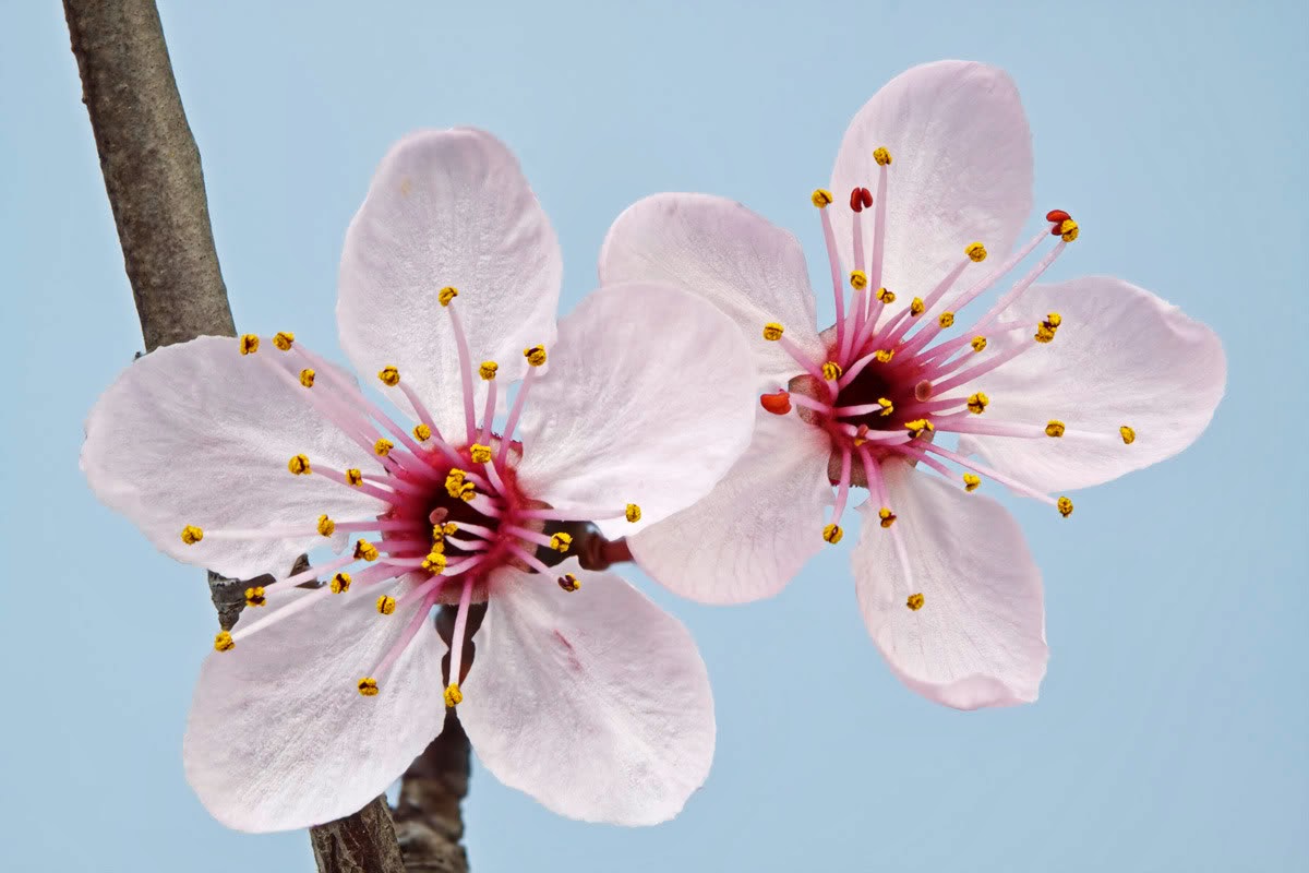 flor de cerezo significado