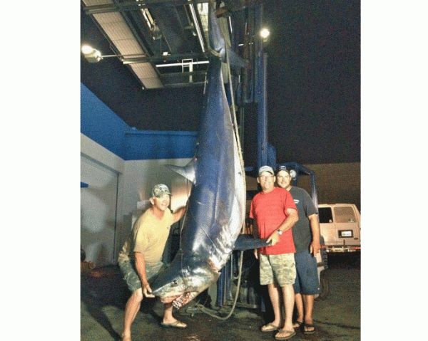 International Fishing News: USA: giant 917 pound mako shark off