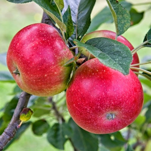 Stepover Apple Trees For Your Garden Vanilla Home Design