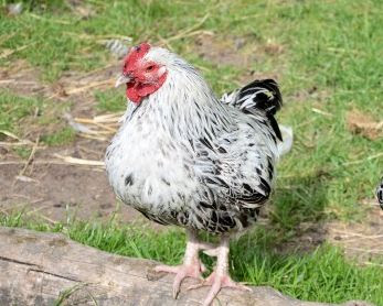 contoh gambar jenis ayam buras petelur