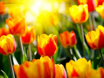 Tulipán, una flor con historia . tulipanes, sol