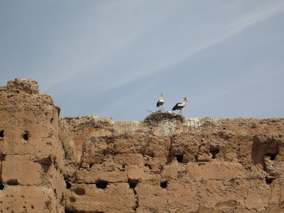 Palais el-Badi's White Ciconia cinconia Storks