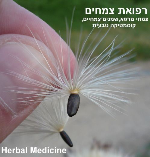 רפואת צמחים