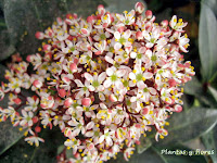 Skimmia japonica