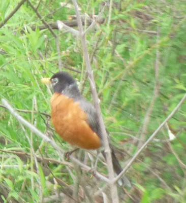 robin