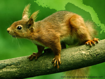 Squirrels Latest Desktop Wallpapers