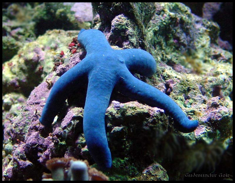 Dying+starfish