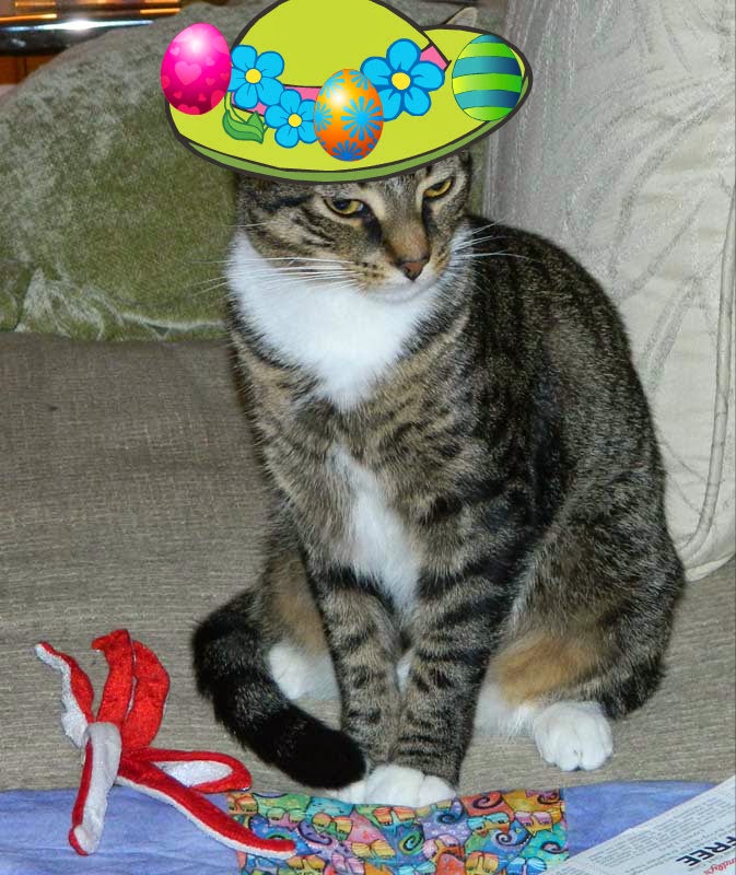 Hop On Over To The Tabby Cat Club image-30009