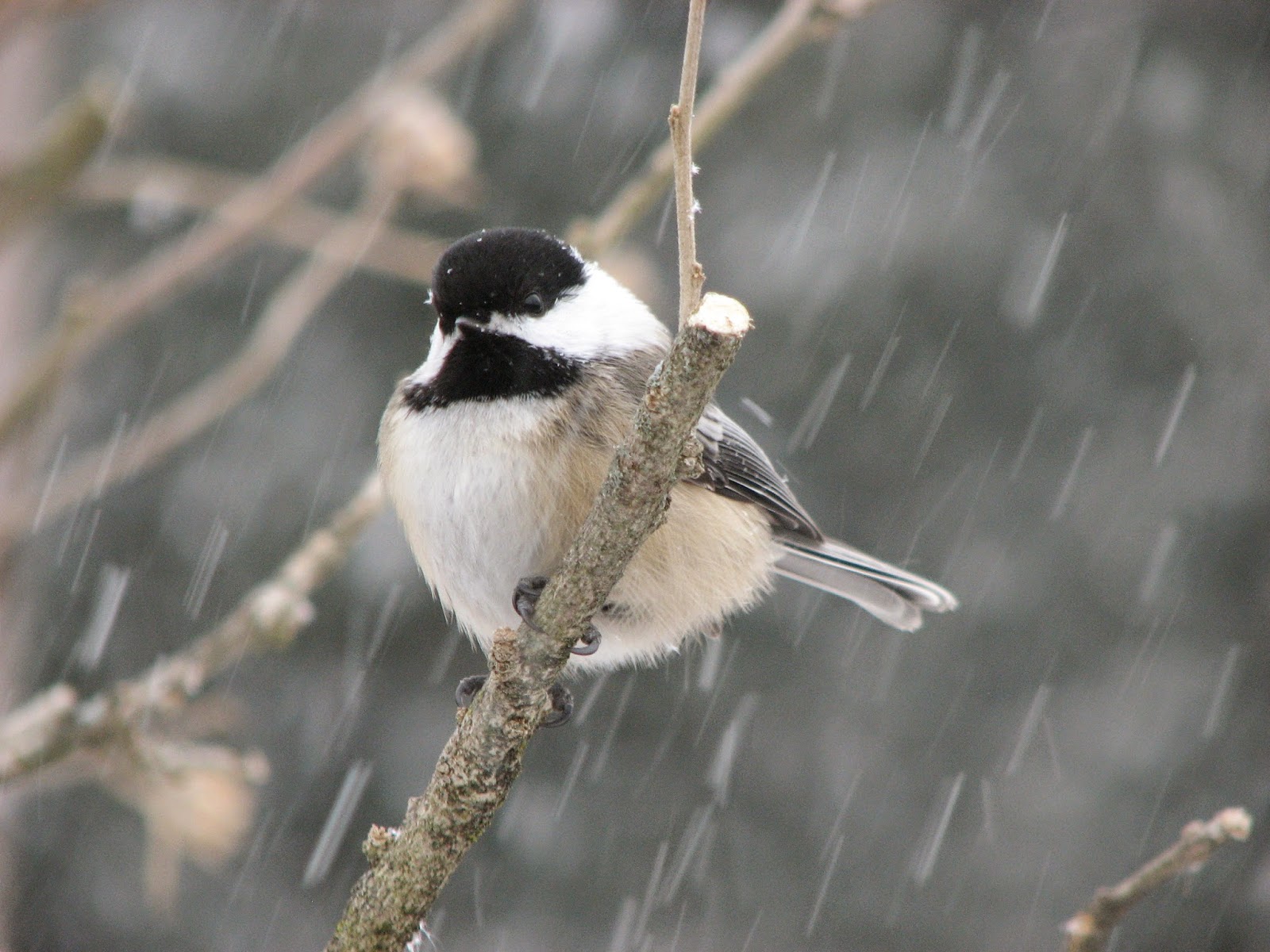 South Burlington birds Snow Birds South Burlington, Vermont Photos