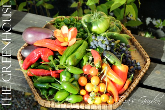 October harvest from my potager