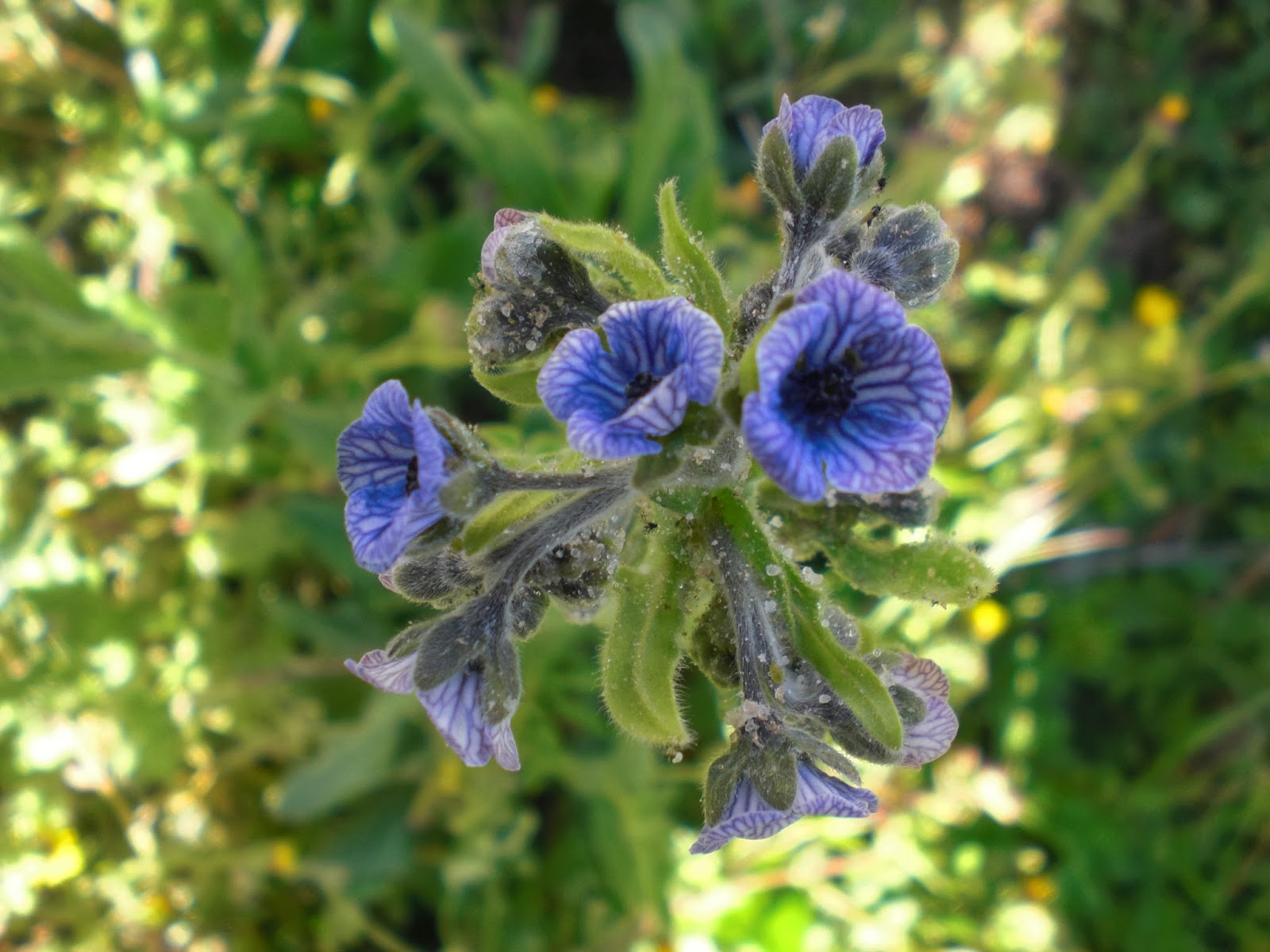 Perfumes y luces de Extremadura: Lengua de perro, Cynoglossum creticum.