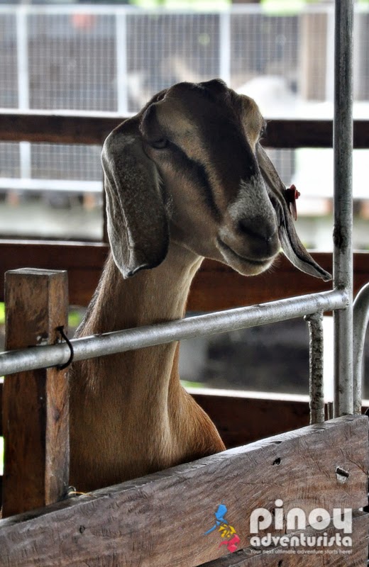 JSJ Goat Farms in Gerona Tarlac