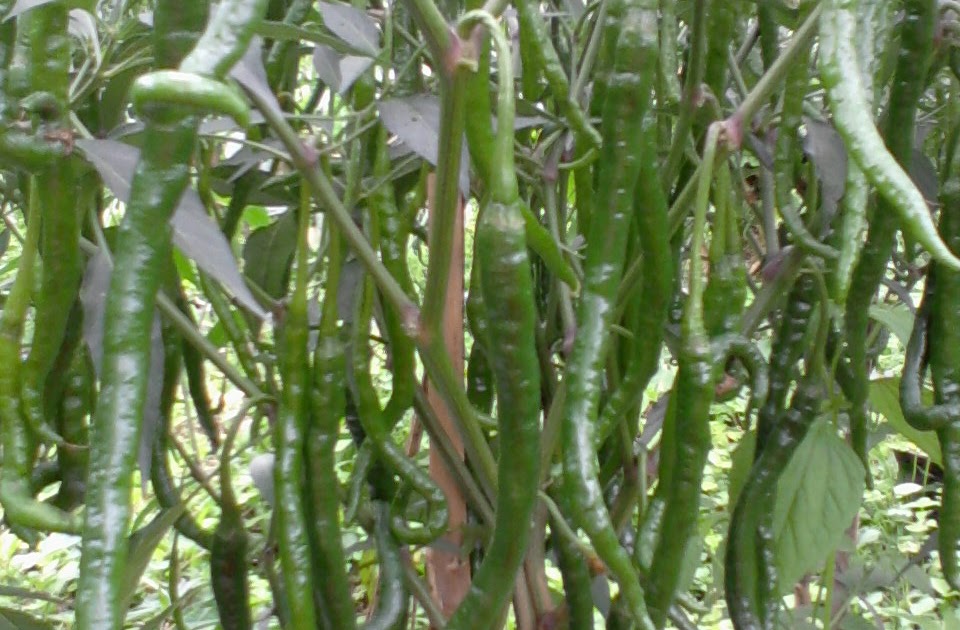 budidaya cabe besar hibrida