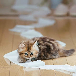 gelagat anak kucing main tisu