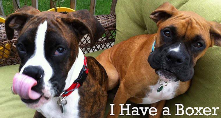 I Have A Boxer