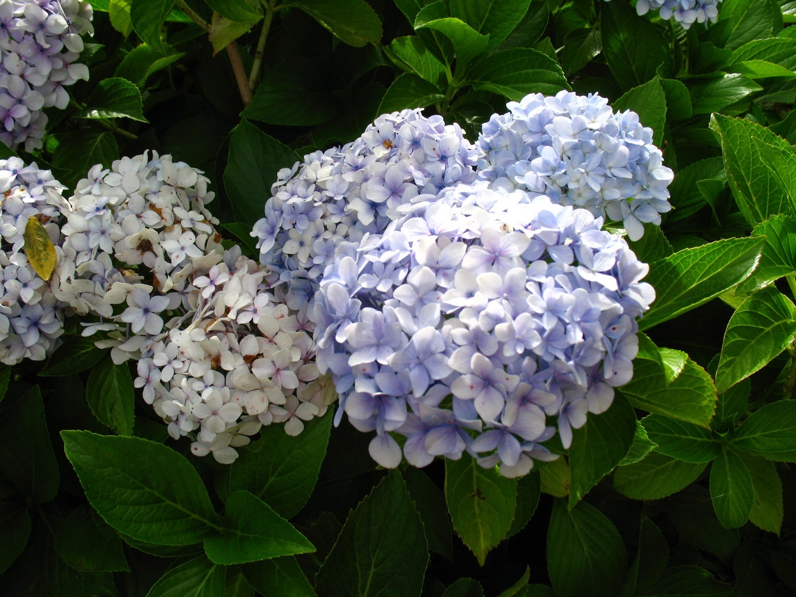 Notre Jardin Secret Hydrangeas Paniculatas