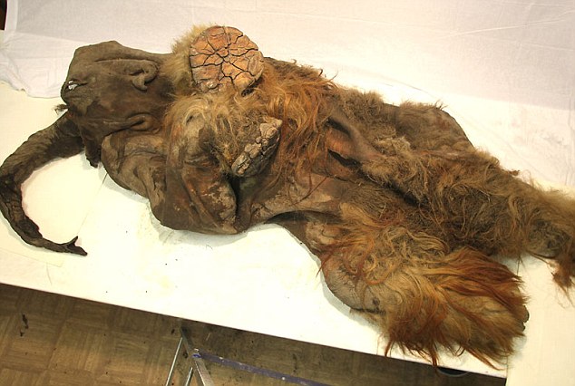Mammoth 10 Ribu Tahun Ditemukan Utuh