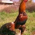 SEJARAH AYAM BANGKOK