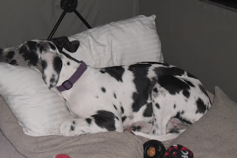 She loves to sleep with her head on a pillow