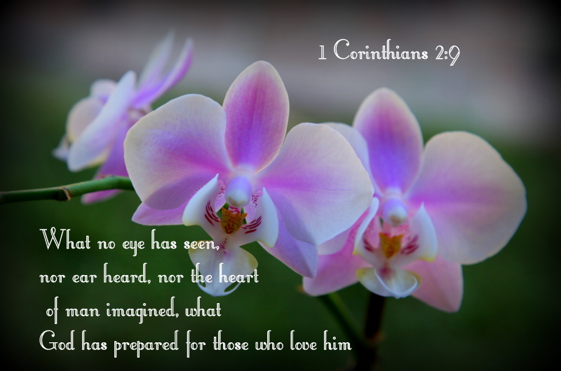 What no eye has seen, nor ear heard