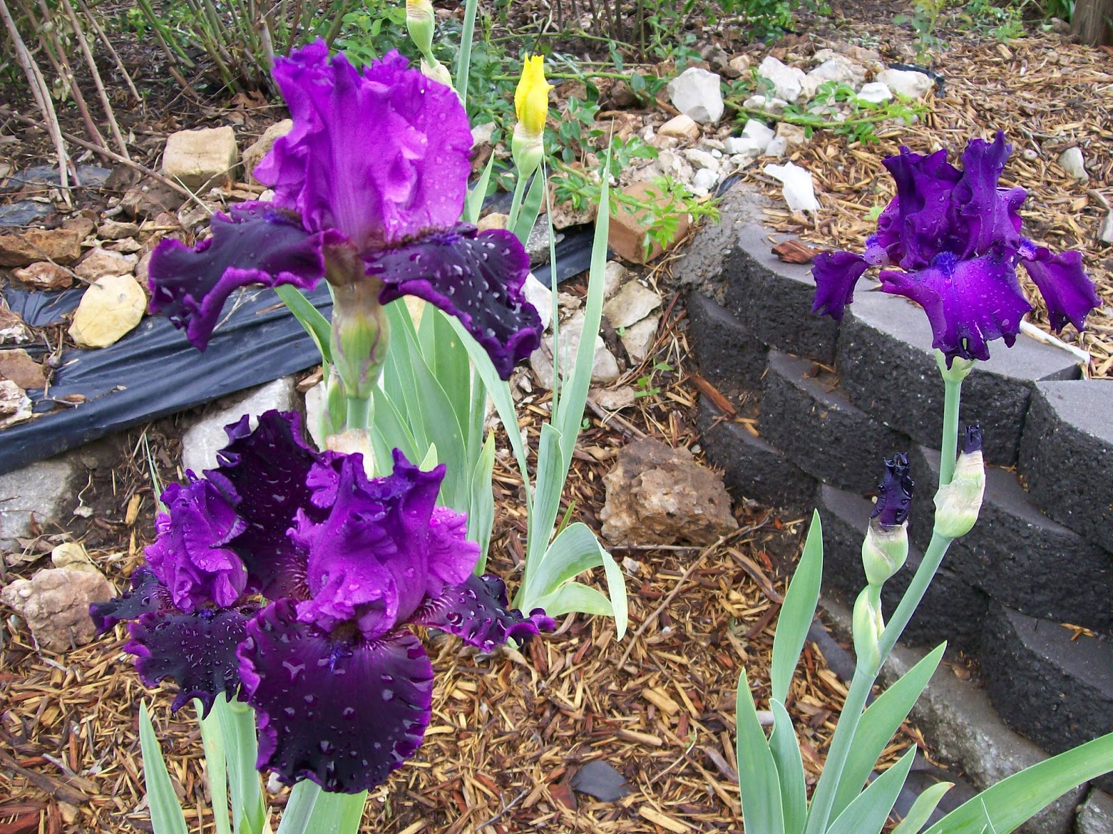 Intuitive Value: Spring to Mid-Summer Garden and Landscape