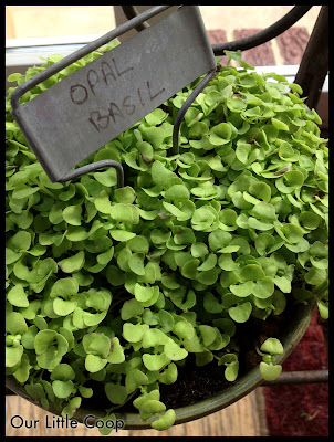 gardening microgreen garden plants opal basil gardening microgreen garden plants opal basil