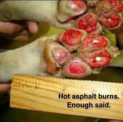 Treating Blisters On Dogs Paws Treating Blisters On Dogs Paws
