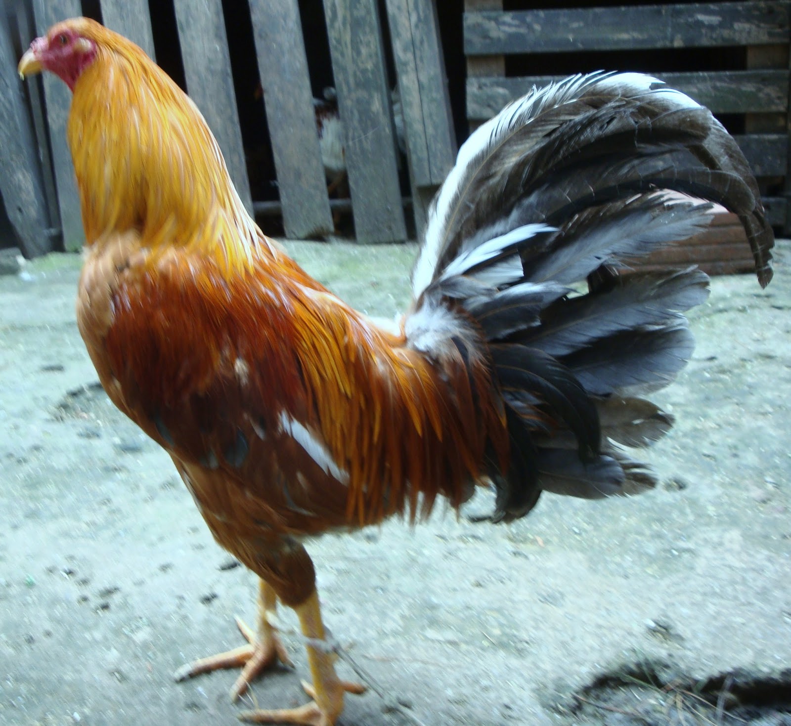 Gallo de combate amarillo ; padrillo del criadero los zorro