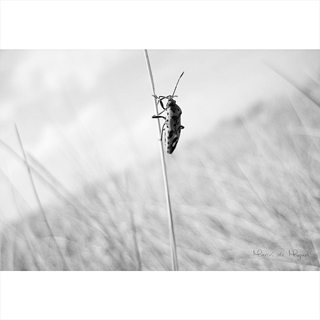 Pyrrhocoris apterus Pyrrhocoris apterus