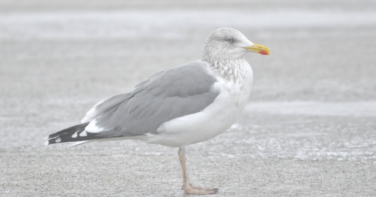 Anything Larus Presumed Adult Appledore Gull