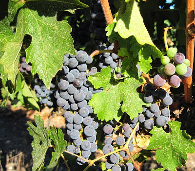Grapes from Doce Robles Vineyard, Paso Robles, © B. Radisavljevic