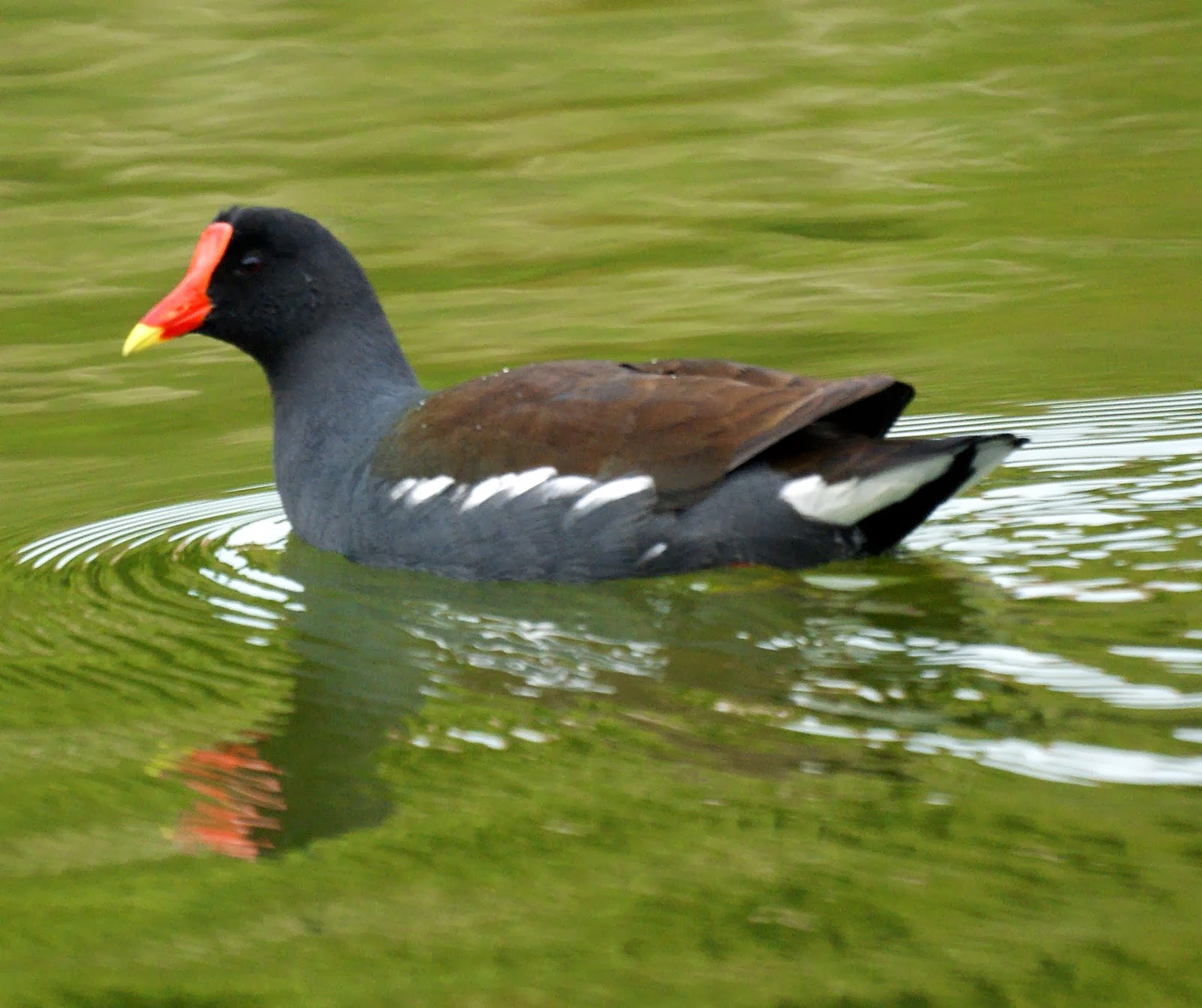 World Beautiful Birds Common Moorhen Birds Information & Lates Pictures