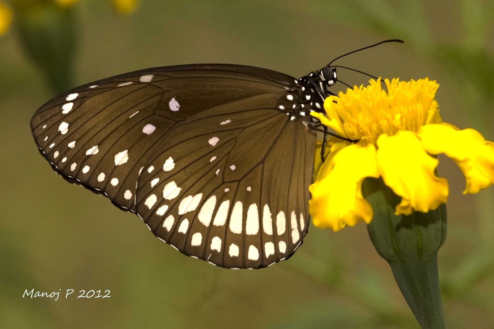 My Butterfly Garden: Common Indian Crow