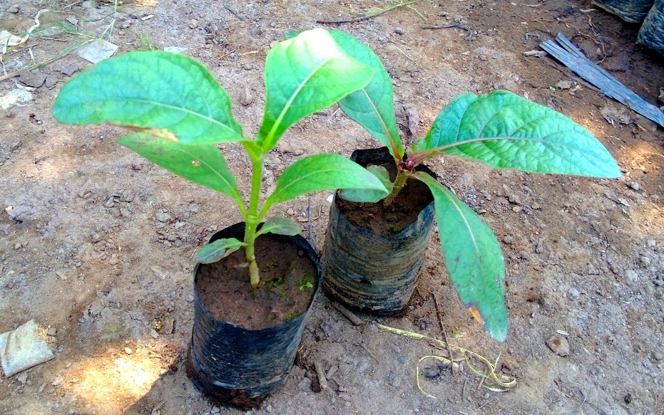 jual bibit jabon lung jual bibit jabon lung