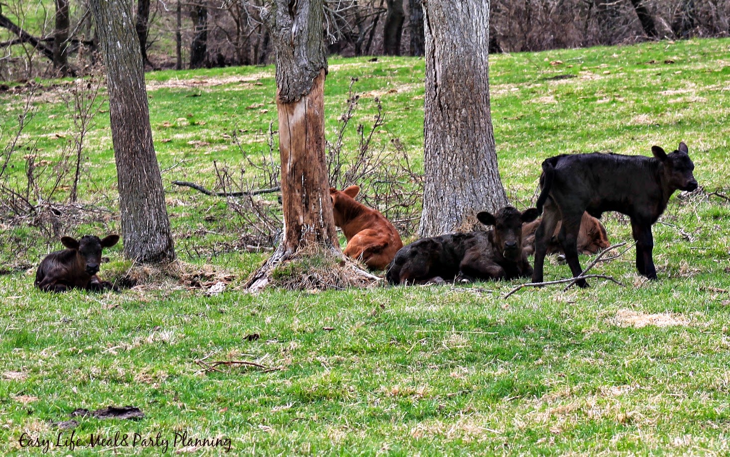Easter on the Farm baby calves - Easy Life Meal & Party Planning