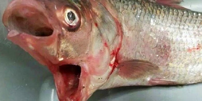 Fenomena Ikan Bermulut Dua di Australia