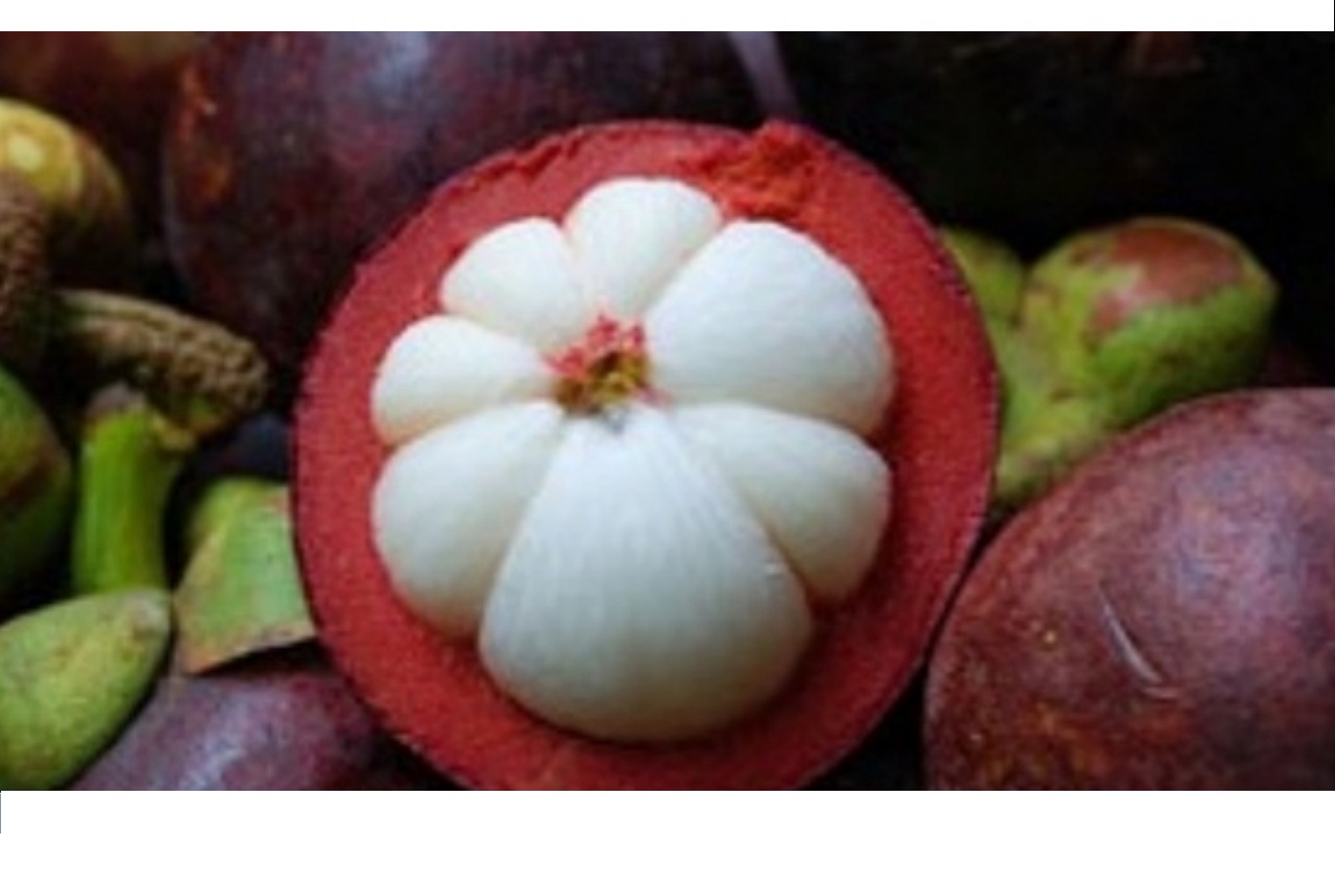 mangosteen fruit benefits apotek hidup