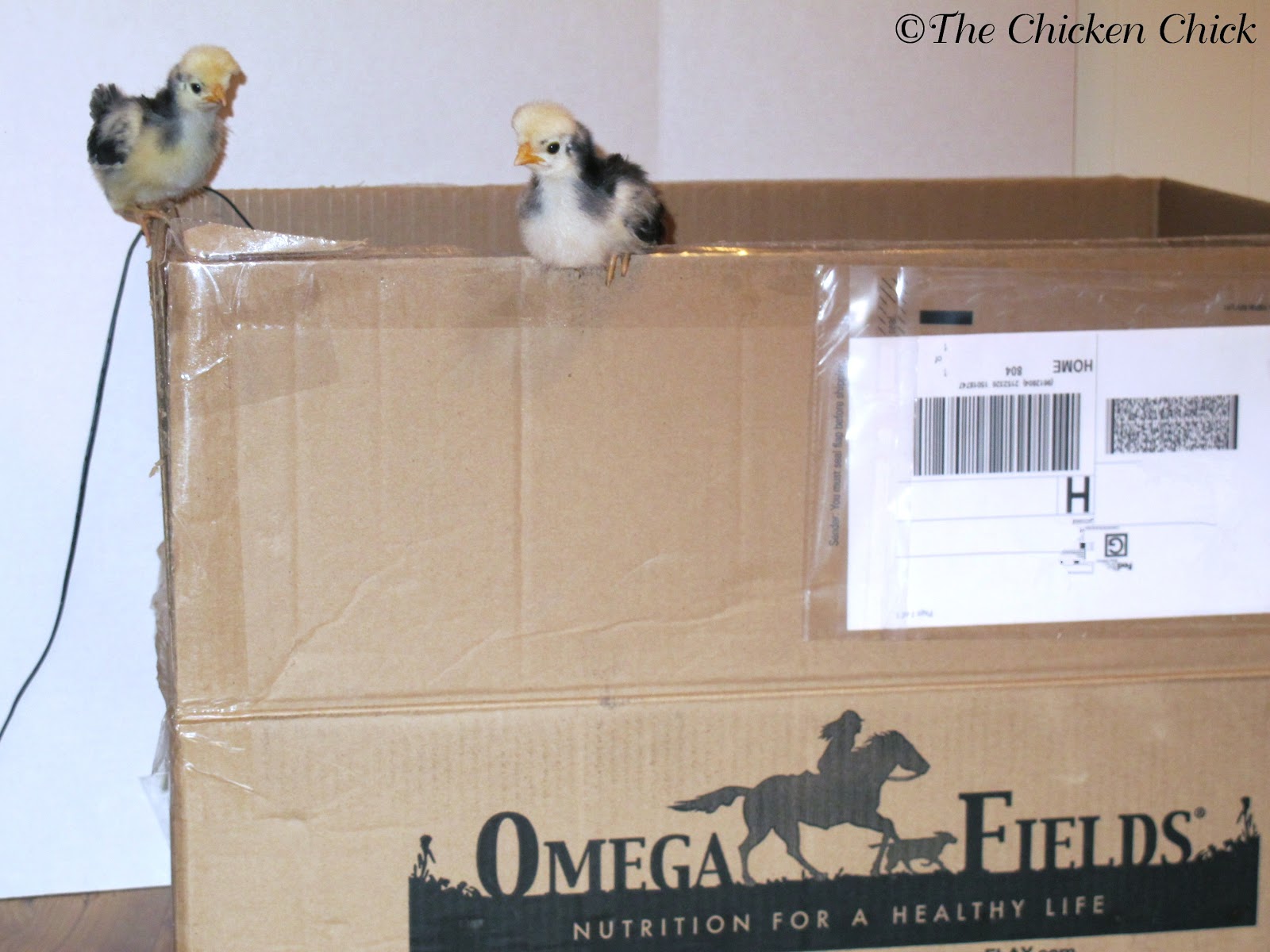 The Chicken Chick® Keeping Brooder Water Clean The Riser for Baby Chicks